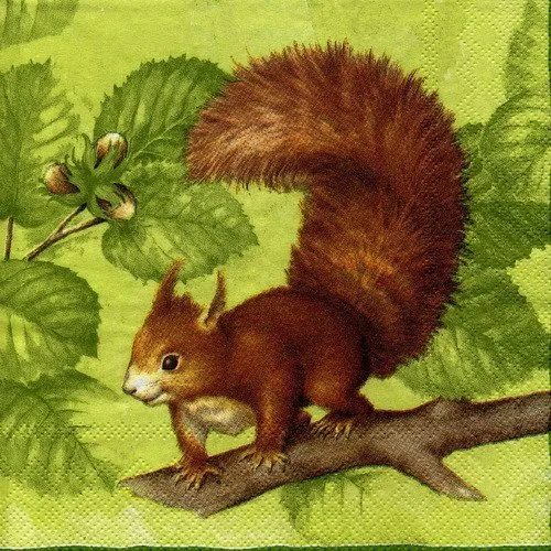Mouchoir papier petit écureuil et noisettes