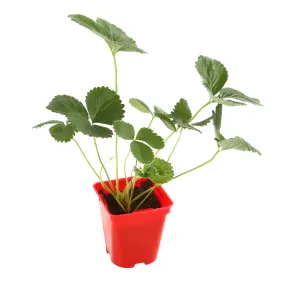 Plant de fraisier 'Rubis des jardins' bio : pot de 0,5 litre